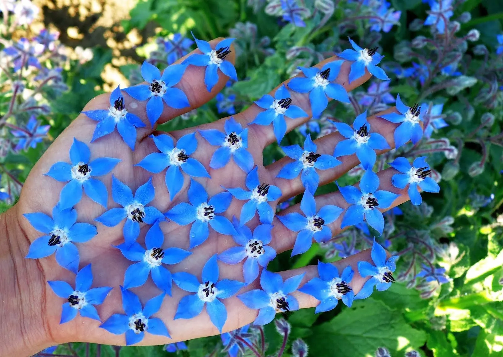 Синие садовые цветы