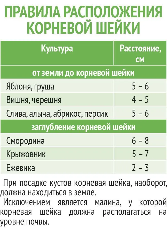 Схема посадки саженцев плодовых деревьев в саду