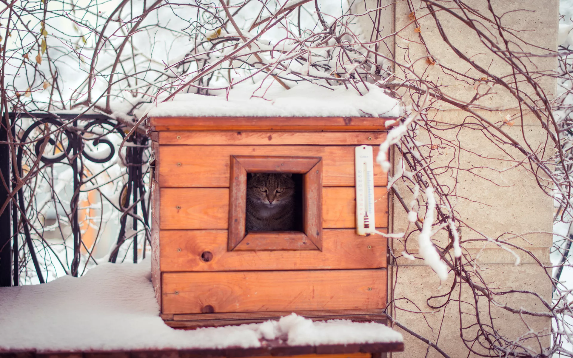 Домик уличный для кошек зимний